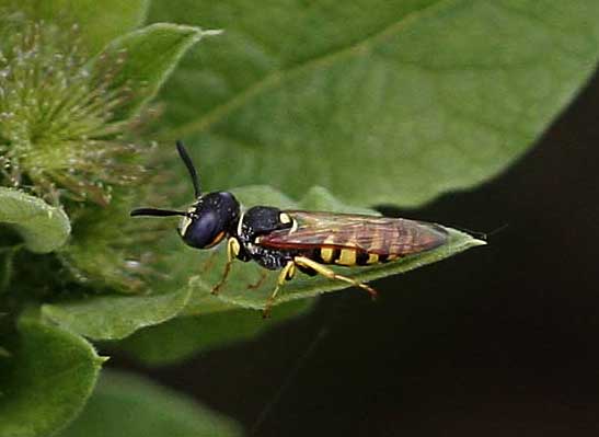 bombus