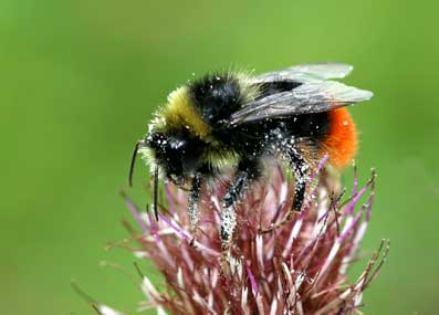 bombus