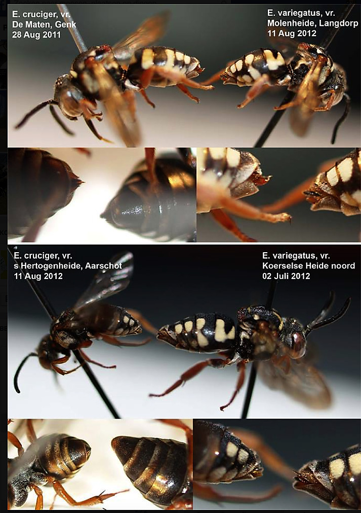 hylaeus