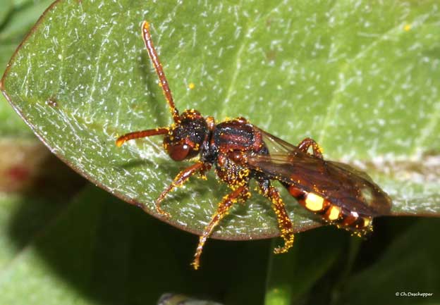 nomada